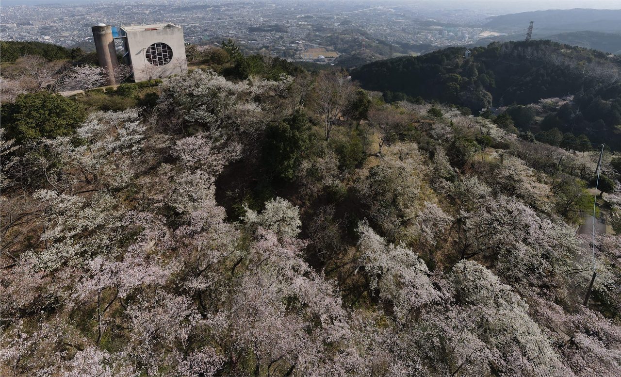 油山・油山市民の森の風景
