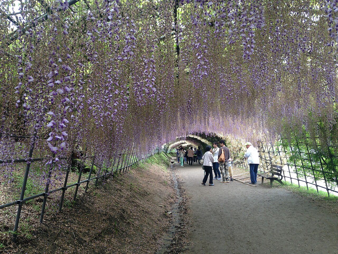 河内藤園の風景