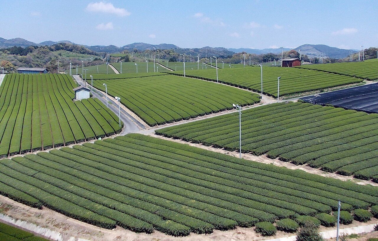 八女中央大茶園の風景